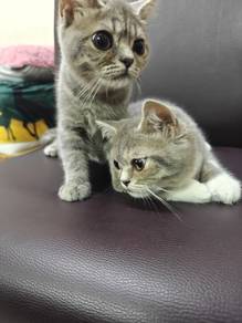 Scottish Mix BsH