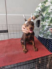 Pure Breed Doberman Puppy Female Red 1606A
