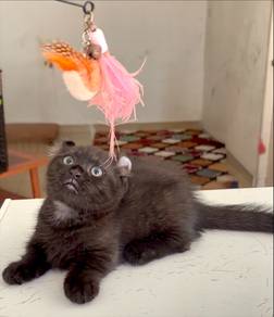 munchkin kinkalau