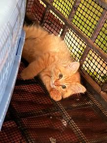 KUCING oyen 2month+