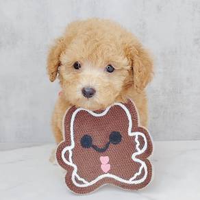 Poodle