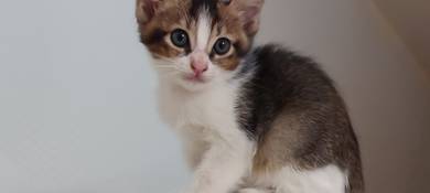 FREE tricolour Kitten - 3 Weeks Old 💫