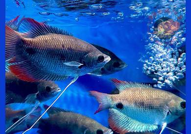 Kaloi Sabah - Big Giant Gourami