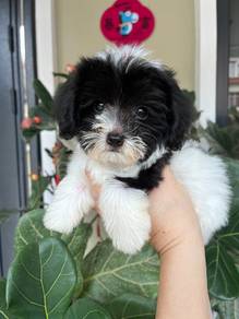Maltipoo