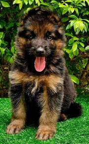 GERMAN SHEPHERD PUPPIES GSD30🐻 Good structure