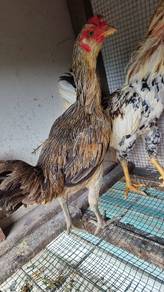 ayam pama