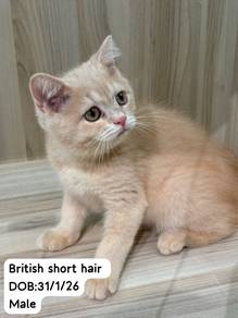 British Short Hair Untuk Dijual !!