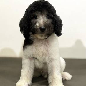 Miniature poodle parti silver grey white