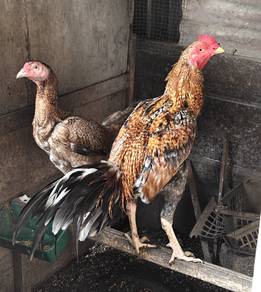 Sepasang Ayam Cantik 