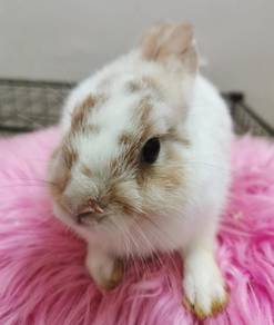 Netherlands Dwarf Rabbit 