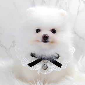 Pomeranian