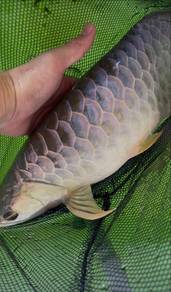 Arowana MGBB