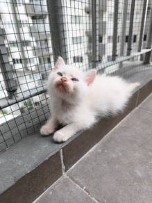 Kitten - Female