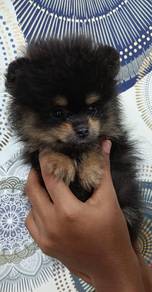 Pomeranian 