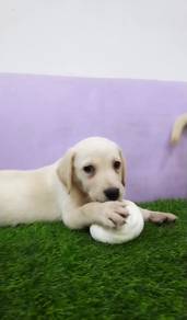 Labrador mka and microchip