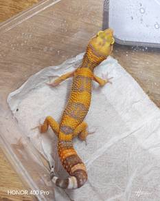 Leopard Gecko 