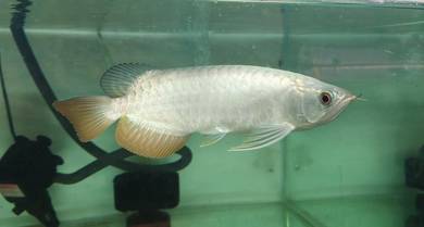 F2 Blue based Crossback Arowana