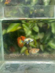 ikan guppy red dragon 