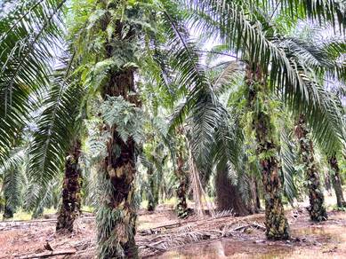 Agricultural Land in Port Dickson, NSN