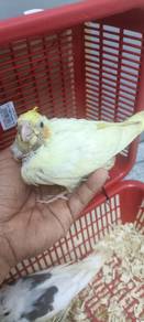lutino mata hitam