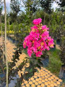 Lagerstroemia Indica - 2m +- O.H.