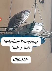 Terkukur kampung Guk 3 Jati