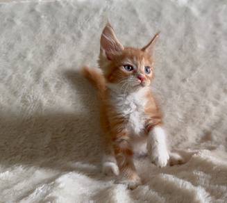 Maine Coon