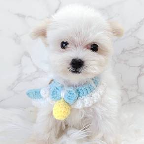 Maltipoo