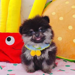 Pomeranian