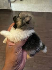 Teacup Male Pomeranian puppy