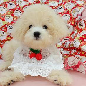 Maltipoo
