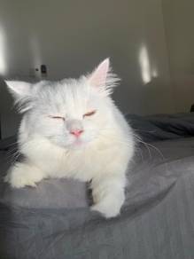 full white female munchkin non std cat
