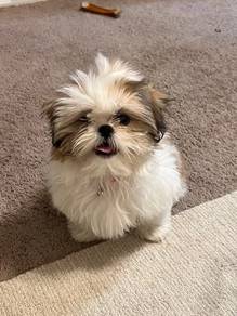 K9770 Warm-hearted Shih Tzu / Shihpoo / Cute / Tri