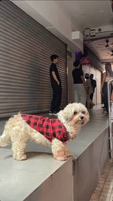 Maltese