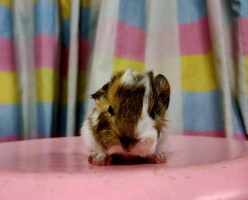 Guinea pig