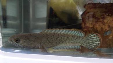 chanak limbata