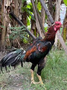 ayam oshamo pembaka