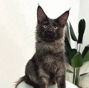 Purebred Male Black Smoke Mainecoon kitten. 
