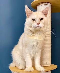 MaineCoon