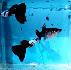 ikan guppy silverado black tail