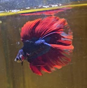 Betta Fish Ikan Laga DTHM Mascot