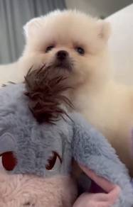 Pomeranian puppy