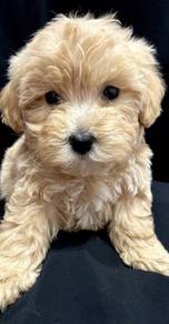 G828 Silky Poodle Little Cute Bear Face Puppy Baby