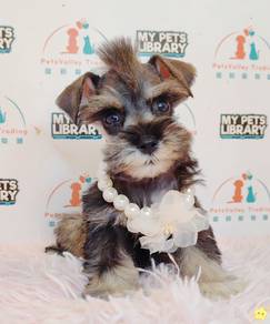 Schnauzer