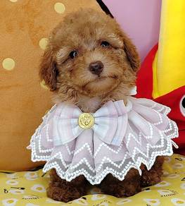 Poodle