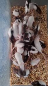 Rat-Lab Rat