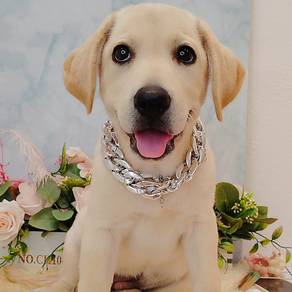 Labrador
