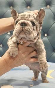 FRENCH BULLDOG PUPPIES🌻A292  Merle Male