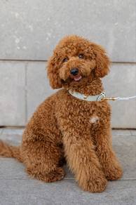 poodle