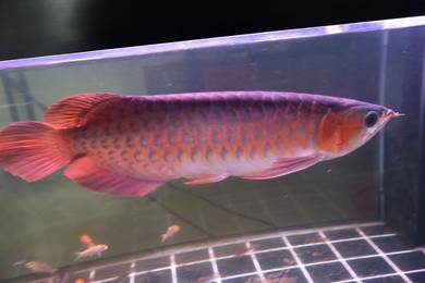Red Arowana